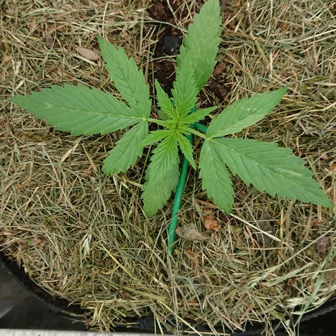 Strawberry Banana Auto growlog timeline photo