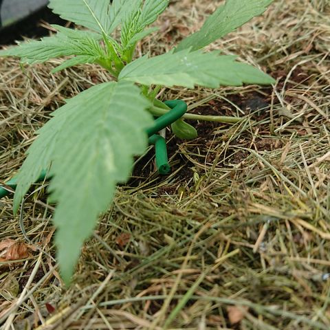 Strawberry Banana Auto growlog timeline photo