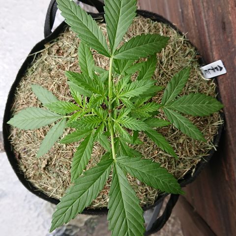 Apple Blossom growlog timeline photo