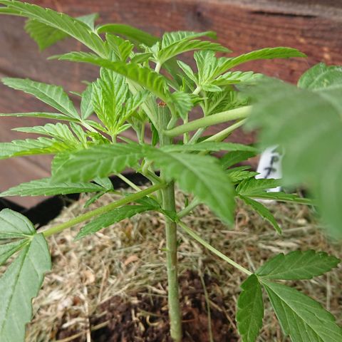 Apple Blossom growlog timeline photo