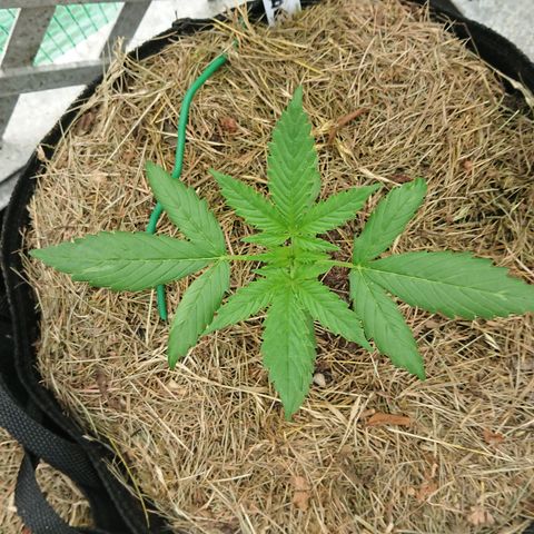 Strawberry Banana Auto growlog timeline photo