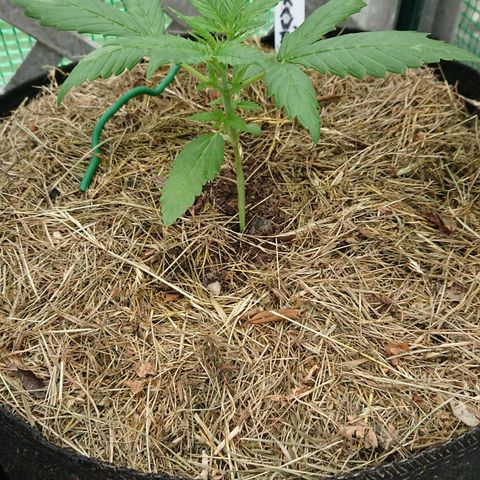 Strawberry Banana Auto growlog timeline photo