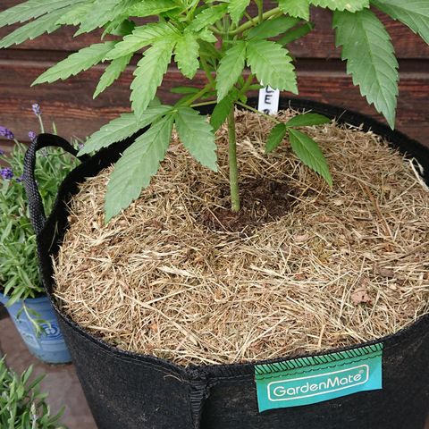 Apple Blossom growlog timeline photo
