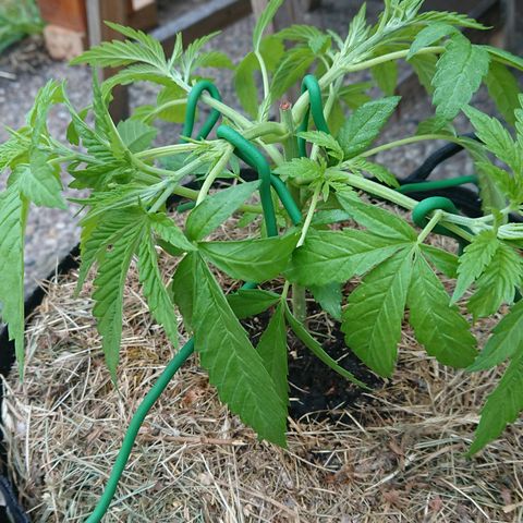 Apple Blossom growlog timeline photo