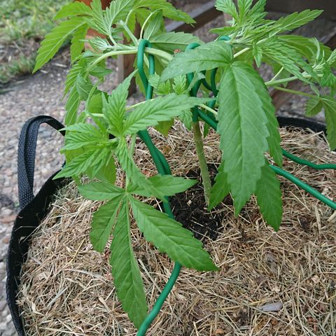Apple Blossom growlog timeline photo