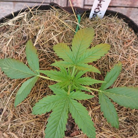 Strawberry Banana Auto growlog timeline photo