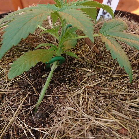 Strawberry Banana Auto growlog timeline photo