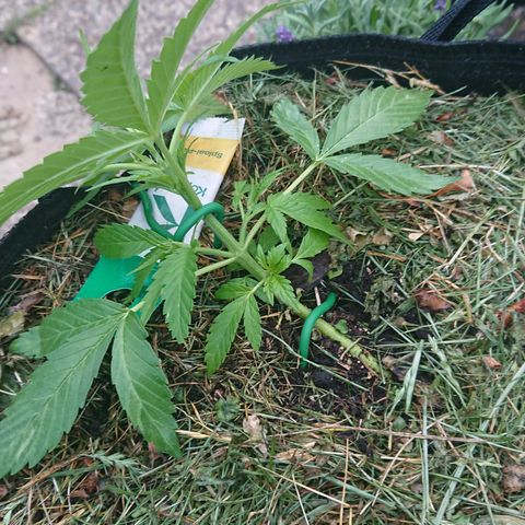 Strawberry Banana Auto growlog timeline photo
