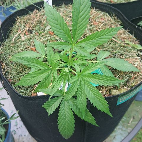 Strawberry Banana Auto growlog timeline photo