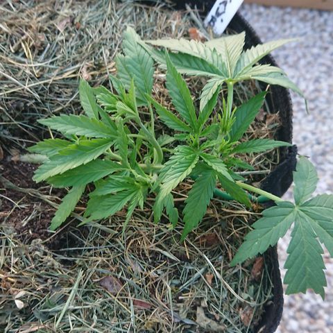 Strawberry Banana Auto growlog timeline photo