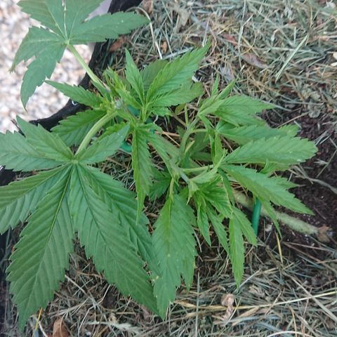 Strawberry Banana Auto growlog timeline photo