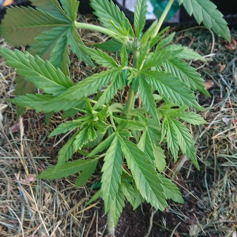 Strawberry Banana Auto growlog timeline photo