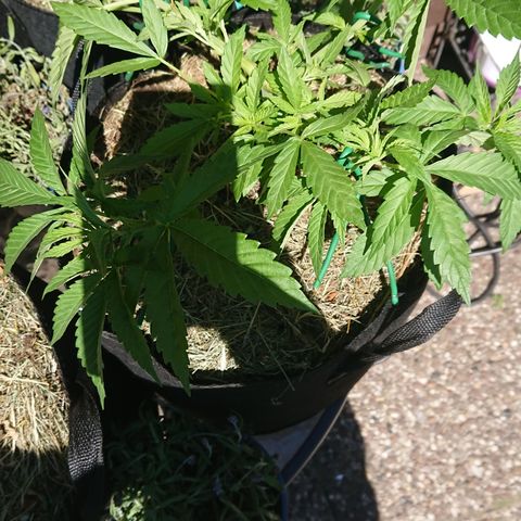 Apple Blossom growlog timeline photo
