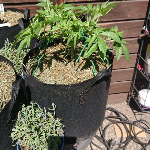 Apple Blossom growlog timeline photo