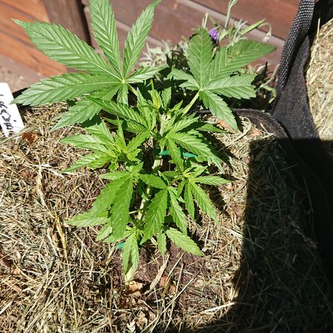 Strawberry Banana Auto growlog timeline photo