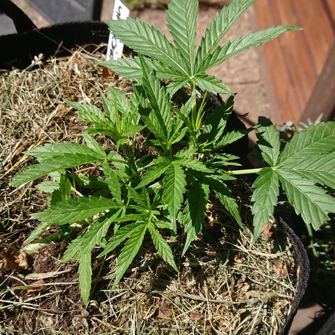Strawberry Banana Auto growlog timeline photo