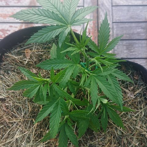Strawberry Banana Auto growlog timeline photo