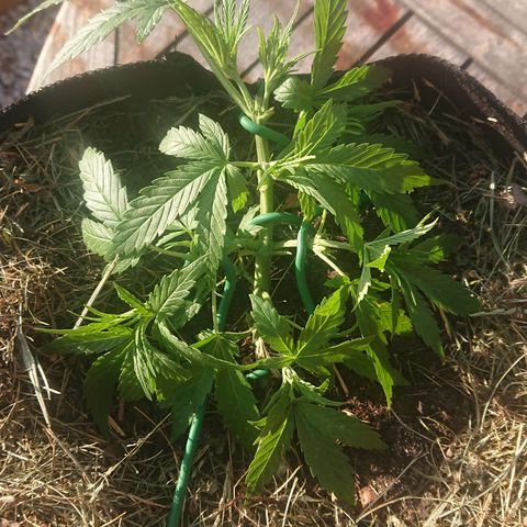 Strawberry Banana Auto growlog timeline photo