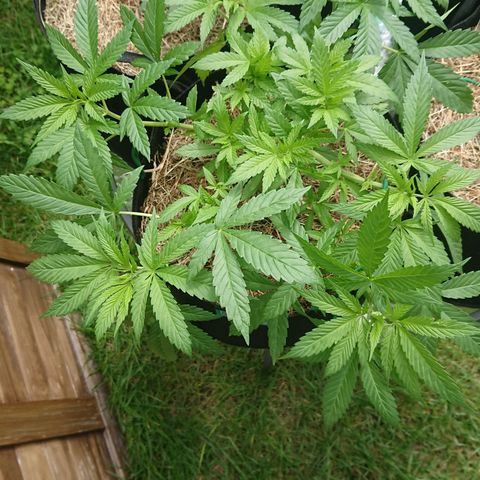 Apple Blossom growlog timeline photo