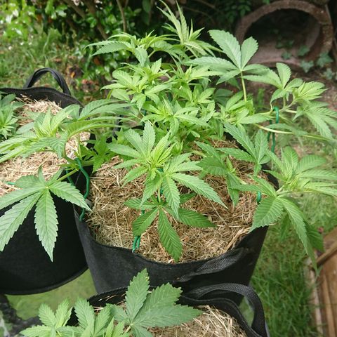 Apple Blossom growlog timeline photo