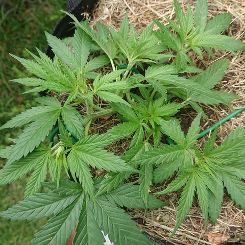 Strawberry Banana Auto growlog timeline photo
