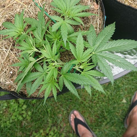 Strawberry Banana Auto growlog timeline photo