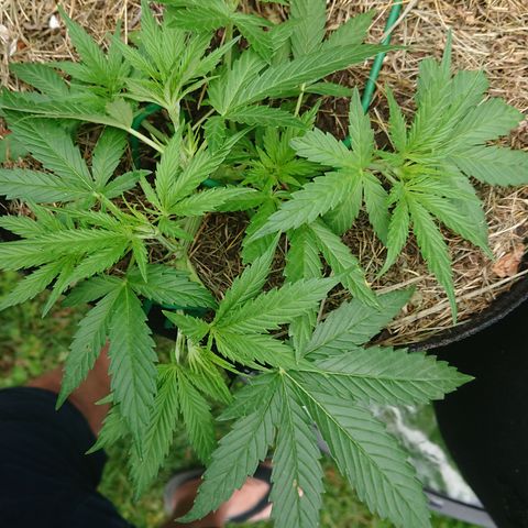 Strawberry Banana Auto growlog timeline photo