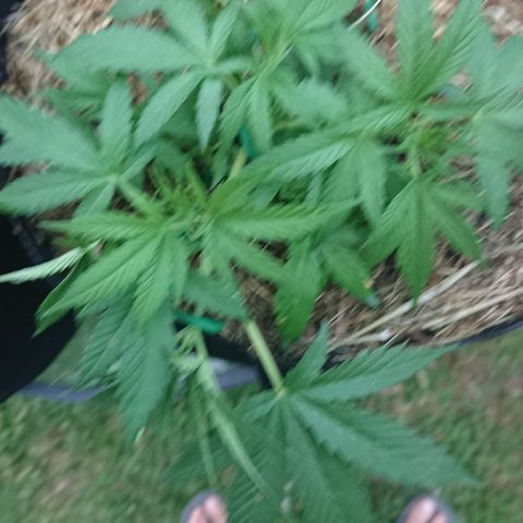 Strawberry Banana Auto growlog timeline photo