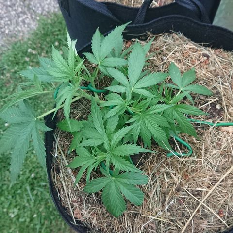 Strawberry Banana Auto growlog timeline photo