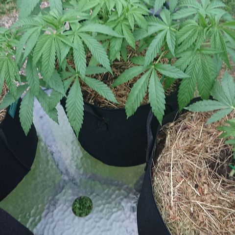 Apple Blossom growlog timeline photo