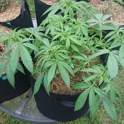 Apple Blossom growlog timeline photo