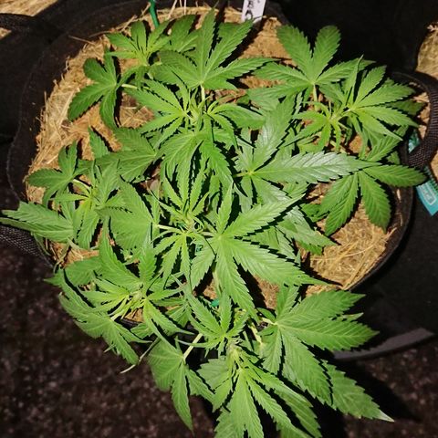 Strawberry Banana Auto growlog timeline photo
