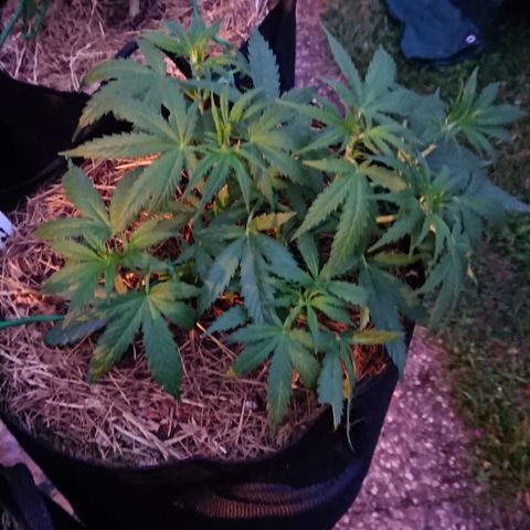 Strawberry Banana Auto growlog timeline photo