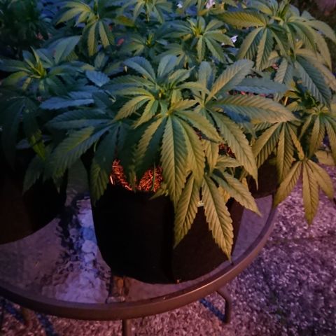 Apple Blossom growlog timeline photo