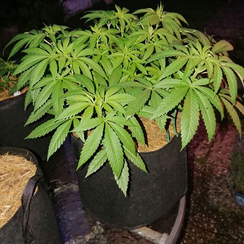 Apple Blossom growlog timeline photo