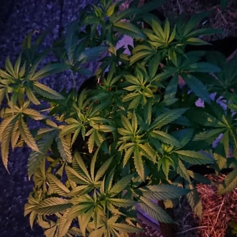 Apple Blossom growlog timeline photo