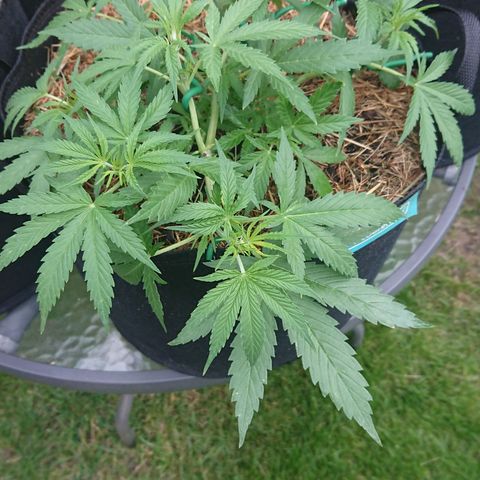 Strawberry Banana Auto growlog timeline photo