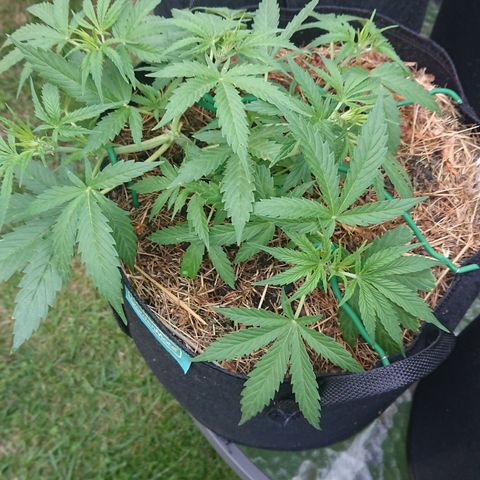 Strawberry Banana Auto growlog timeline photo