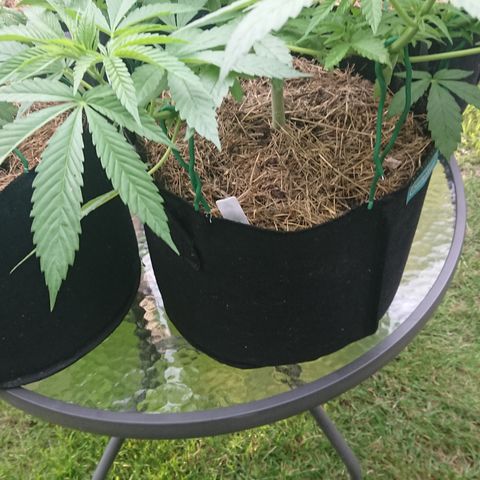 Apple Blossom growlog timeline photo