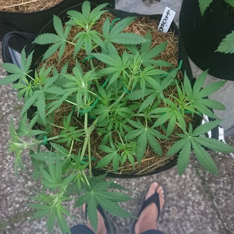 Strawberry Banana Auto growlog timeline photo