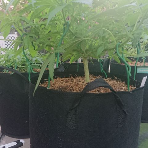 Apple Blossom growlog timeline photo