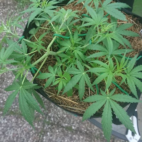 Strawberry Banana Auto growlog timeline photo