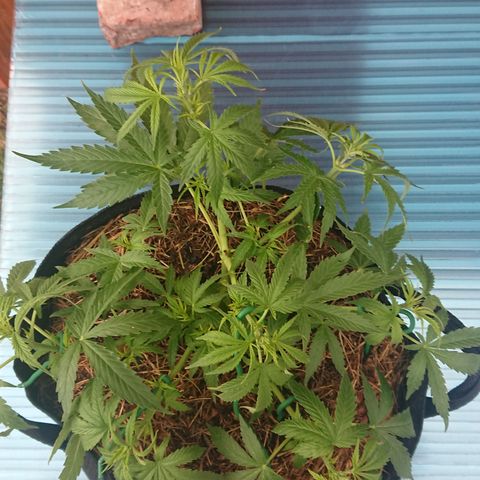 Strawberry Banana Auto growlog timeline photo