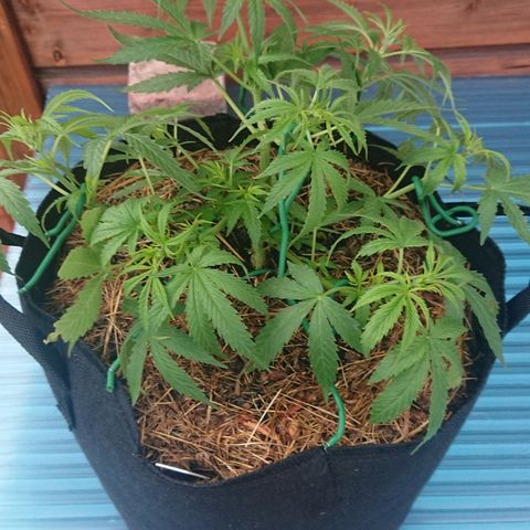 Strawberry Banana Auto growlog timeline photo