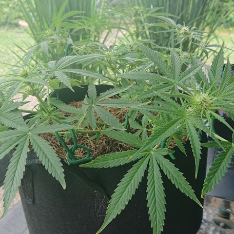 Strawberry Banana Auto growlog timeline photo