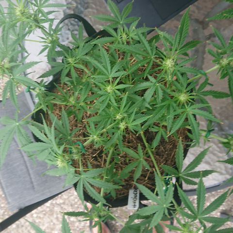 Strawberry Banana Auto growlog timeline photo