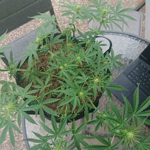 Strawberry Banana Auto growlog timeline photo