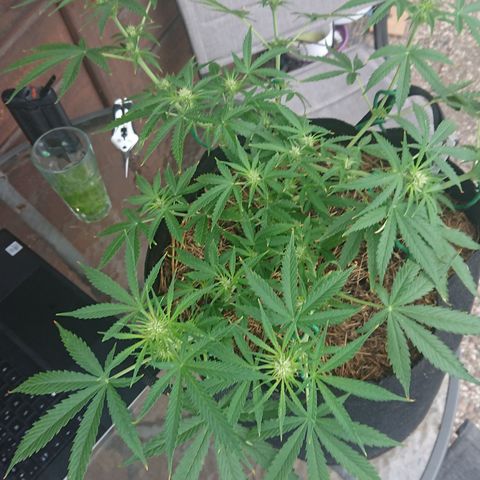 Strawberry Banana Auto growlog timeline photo