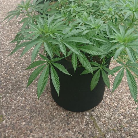Apple Blossom growlog timeline photo