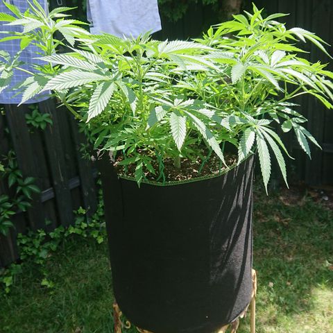 Apple Blossom growlog timeline photo